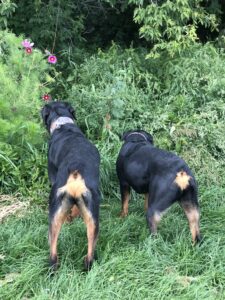 closeup rottweiler puppies sniffing tall grass