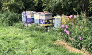 decorated bee boxes with tall grass